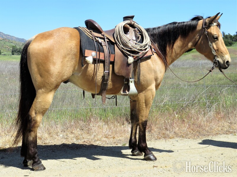"LH FEEL THE HEAT" Buckskin Gelding Quarter Horse in California