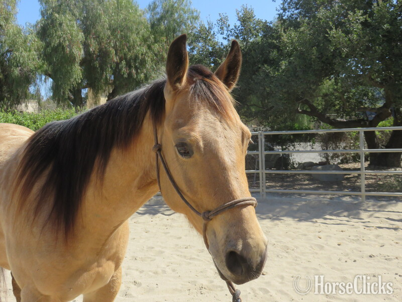 "LH FEEL THE HEAT" Buckskin Gelding Quarter Horse