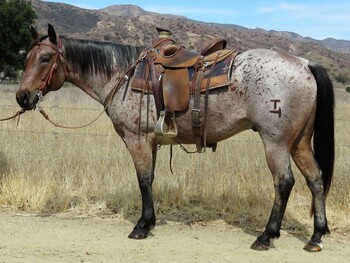 "MR. T" Red Roan Gelding Quarter Horse