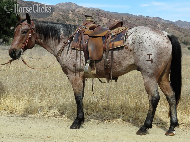 "MR. T" Red Roan Gelding Quarter Horse in California