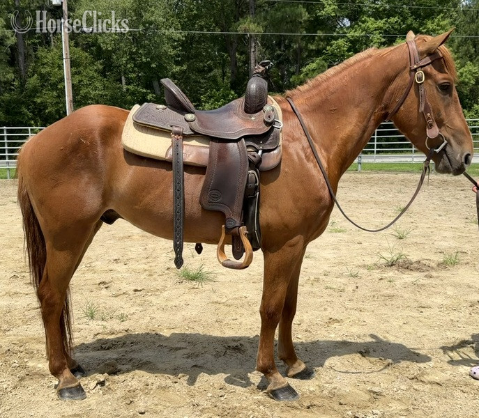 North Carolina "Sorrel" Sorrel Gelding Haflinger