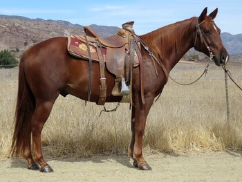 "TMS SHADOWS 033" Sorrel Gelding Quarter Horse
