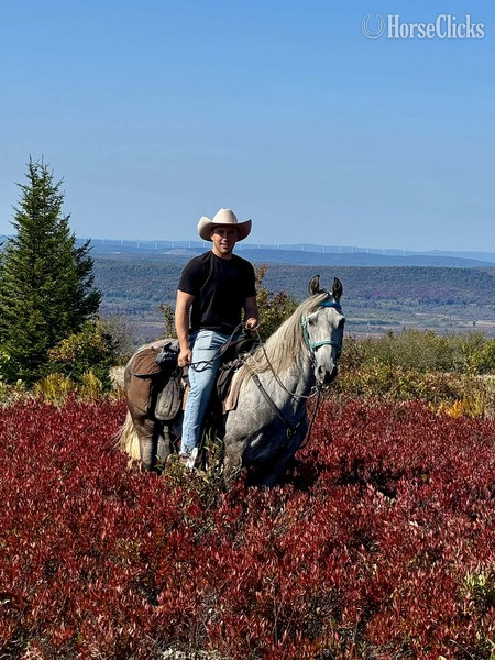 "Iron Man " Grey Gelding Racking Horse in Kentucky