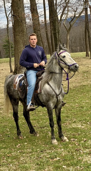 "Iron Man " Grey Gelding Racking Horse
