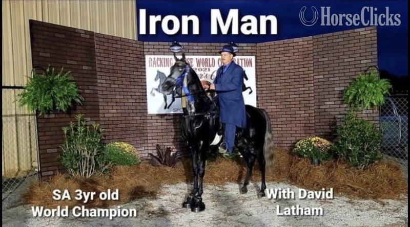 Kentucky "Iron Man " Grey Gelding Racking Horse