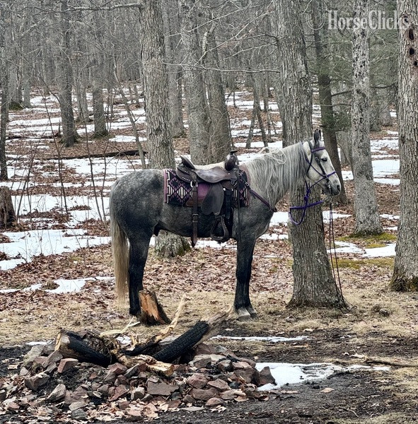 "Iron Man " Grey Gelding Racking Horse - Racking Horse in Kentucky