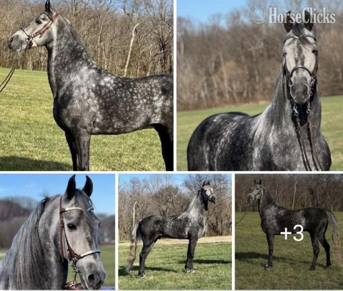"Iron Man " Grey Gelding Racking Horse - Racking Horse