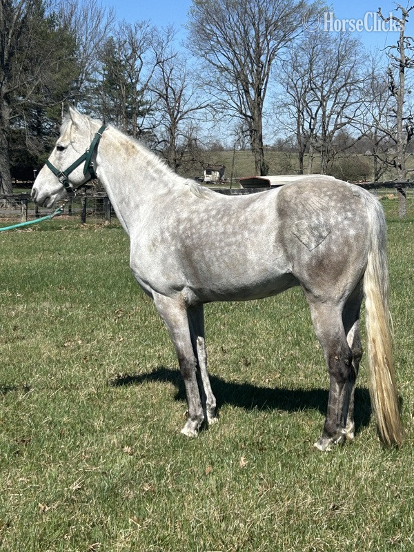 "Iron Man " Grey Gelding Racking Horse Kentucky
