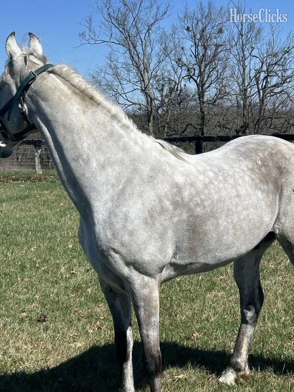 Racking Horse - "Iron Man " Grey Gelding Racking Horse in Kentucky
