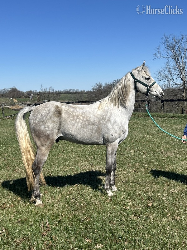 Racking Horse - "Iron Man " Grey Gelding Racking Horse