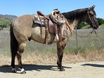 "MR KING THREE BARS" Grulla Gelding Quarter Horse
