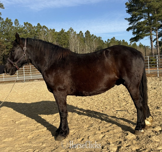 "Black" Black Gelding Draft in North Carolina