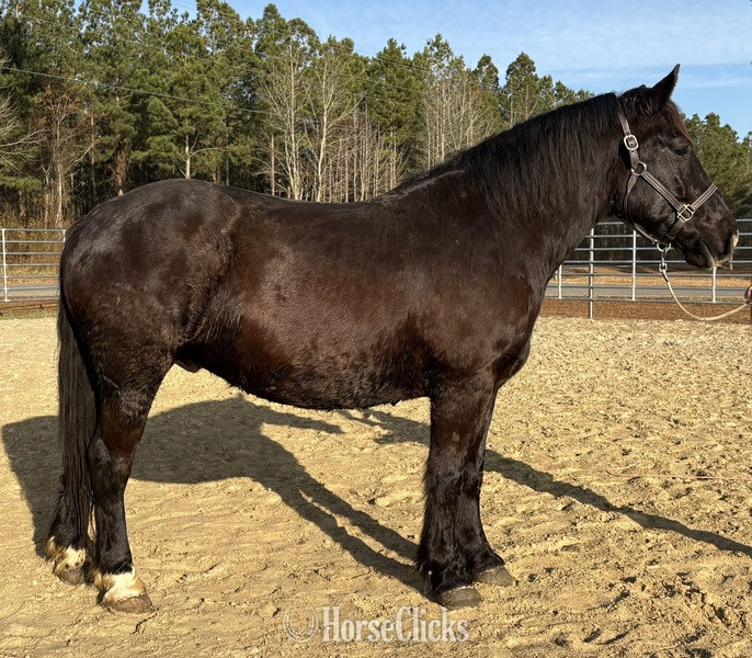 "Black" Black Gelding Draft