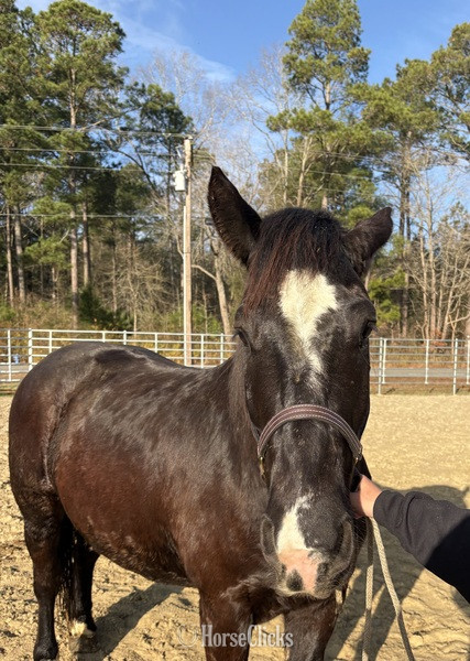 North Carolina "Black" Black Gelding Draft