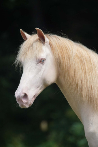 Perlino 15.2hh Rocky Mountain Stallion