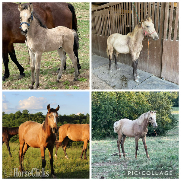 Perlino 15.2hh Rocky Mountain Stallion