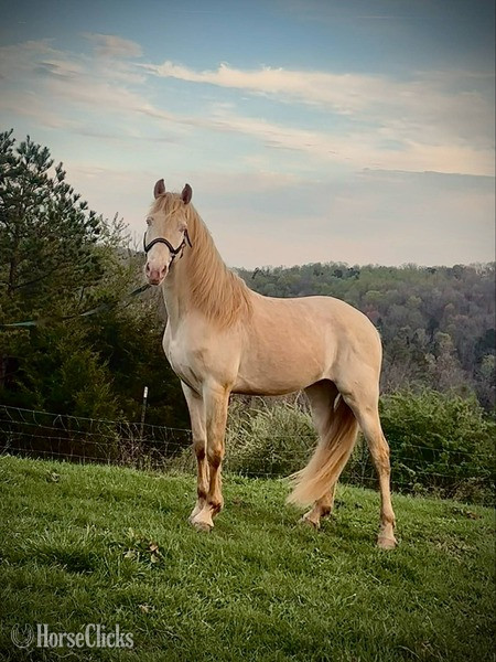 Kentucky Perlino 15.2hh Rocky Mountain Stallion