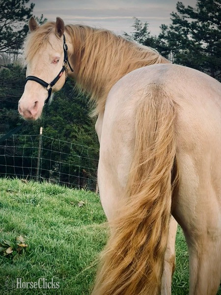 Rocky Mountain - Perlino 15.2hh Rocky Mountain Stallion in Kentucky