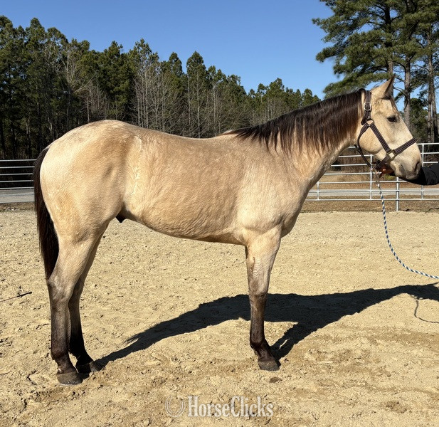 "Boone" Buckskin Gelding Quarter Horse in North Carolina