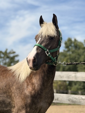 "SRS Perfectly Platinum " Chocolate Colt Rocky Mountain