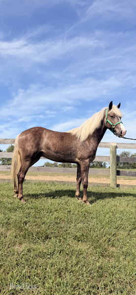 "SRS Perfectly Platinum " Chocolate Colt Rocky Mountain