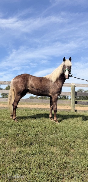 Kentucky "SRS Perfectly Platinum " Chocolate Colt Rocky Mountain