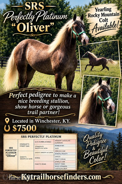"SRS Perfectly Platinum " Chocolate Colt Rocky Mountain - Rocky Mountain in Kentucky