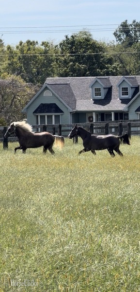 "SRS Perfectly Platinum " Chocolate Colt Rocky Mountain - Rocky Mountain