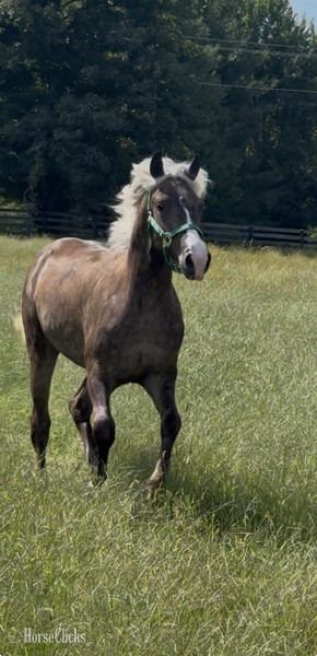 "SRS Perfectly Platinum " Chocolate Colt Rocky Mountain Kentucky