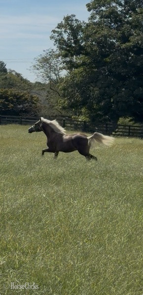Rocky Mountain - "SRS Perfectly Platinum " Chocolate Colt Rocky Mountain in Kentucky