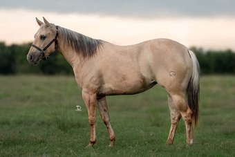 "Annie" Palomino Mare Quarter Horse