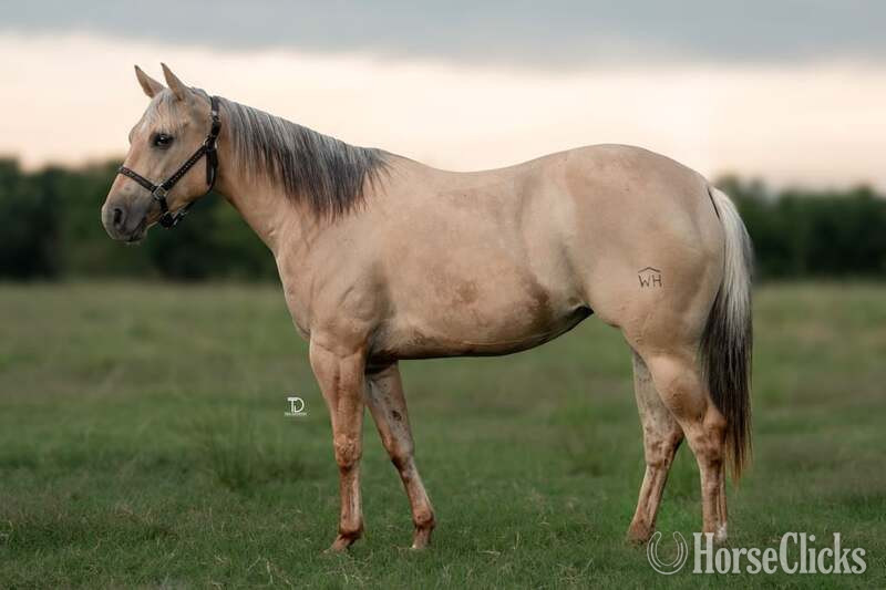 "Annie" Palomino Mare Quarter Horse in Texas