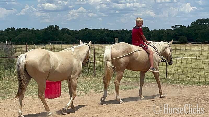 "Annie" Palomino Mare Quarter Horse Texas