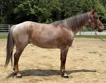 "Roan" Red Roan Gelding Quarter Horse