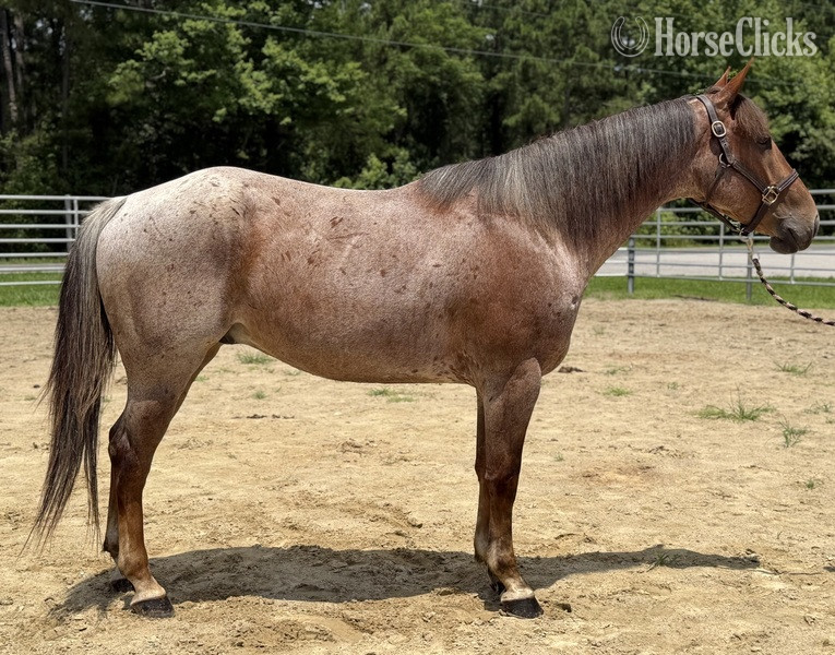 "Roan" Red Roan Gelding Quarter Horse in North Carolina