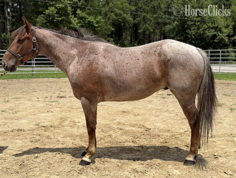 "Roan" Red Roan Gelding Quarter Horse
