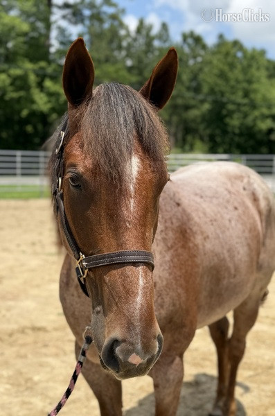North Carolina "Roan" Red Roan Gelding Quarter Horse