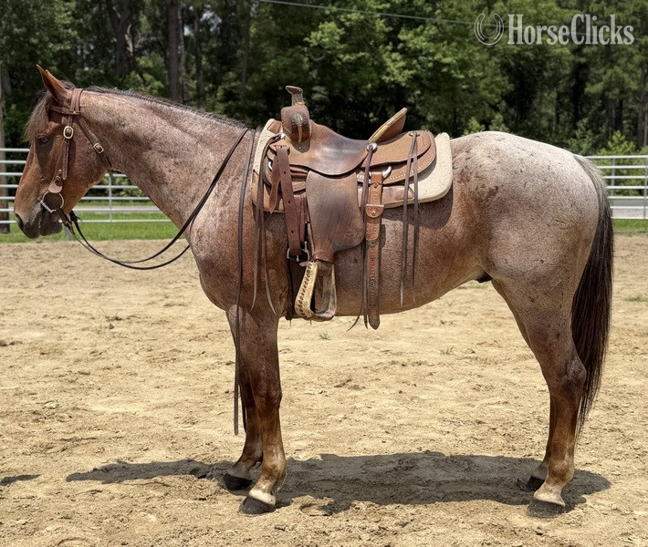 "Roan" Red Roan Gelding Quarter Horse - Quarter Horse in North Carolina