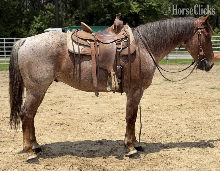 "Roan" Red Roan Gelding Quarter Horse - Quarter Horse