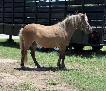 "Dino" Silver Bay Gelding Pony