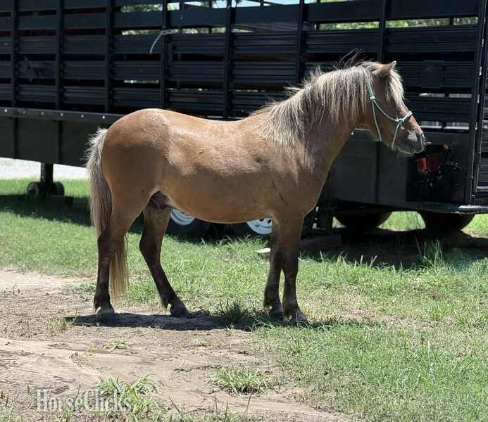 "Dino" Silver Bay Gelding Pony in Texas