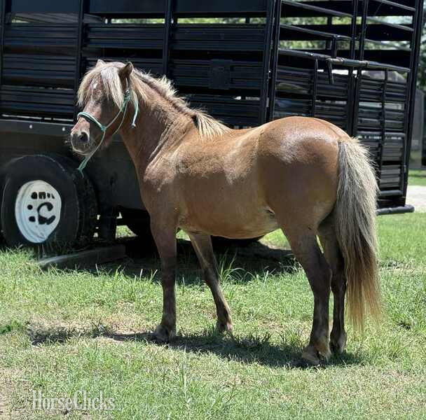 "Dino" Silver Bay Gelding Pony