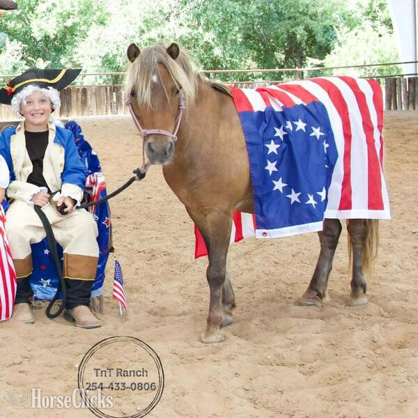 Texas "Dino" Silver Bay Gelding Pony