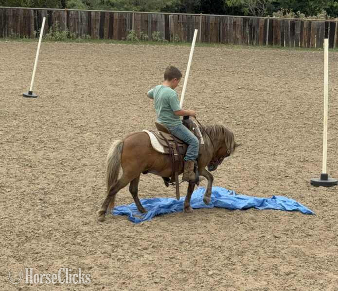 "Dino" Silver Bay Gelding Pony - Pony in Texas