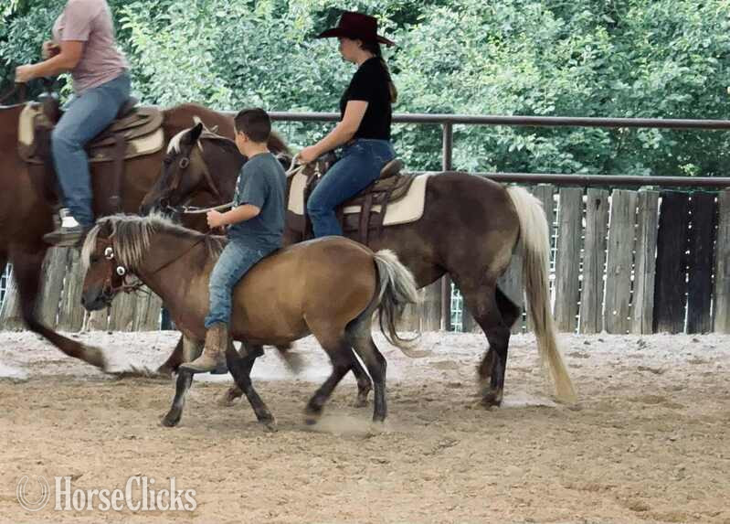 "Dino" Silver Bay Gelding Pony - Pony