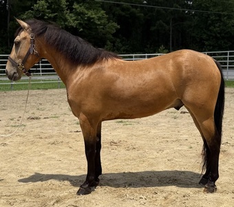 "Buckskin " Buckskin Gelding Quarter Horse