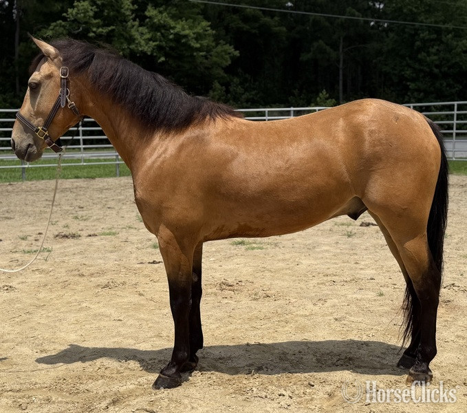 "Buckskin " Buckskin Gelding Quarter Horse in North Carolina