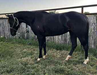 "Raven" Black Mare Quarter Horse