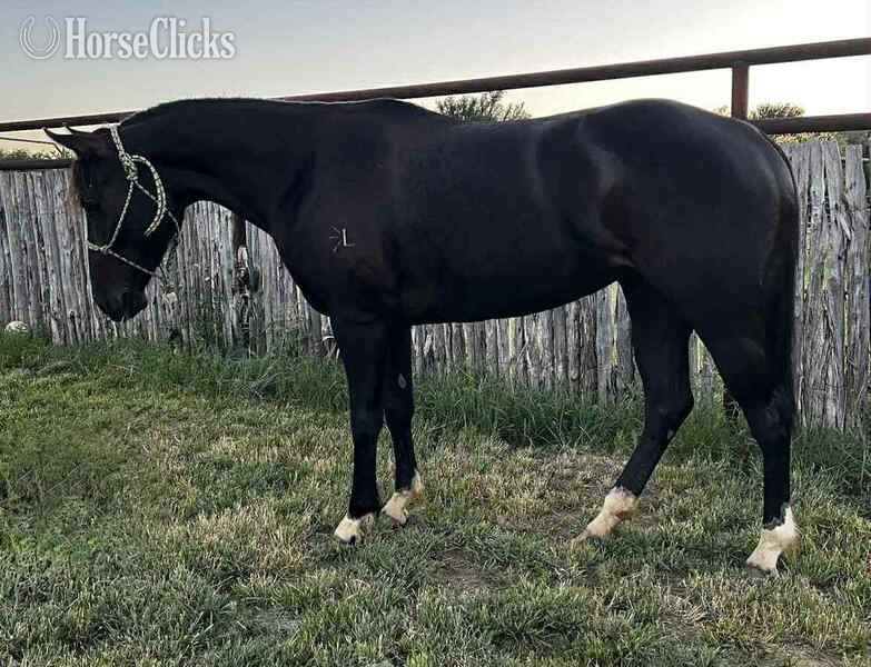 "Raven" Black Mare Quarter Horse in Texas