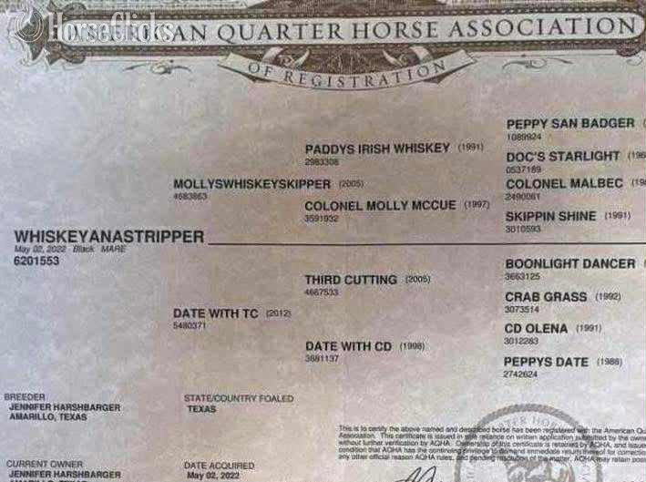 "Raven" Black Mare Quarter Horse